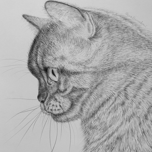 British Shorthair Cat