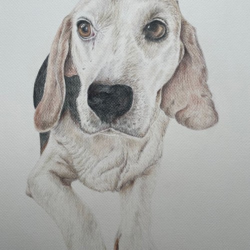 Portrait of Beagle